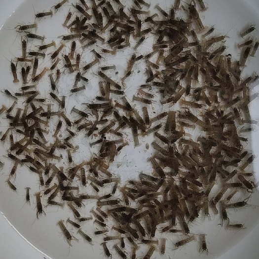 琼海市大量出售澳洲淡水龙虾1－1.2公分苗