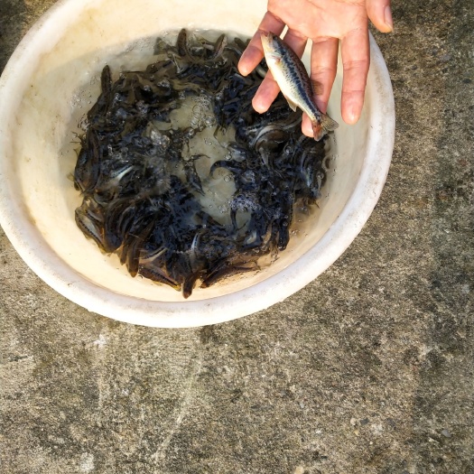 眉山 加州鲈鱼苗