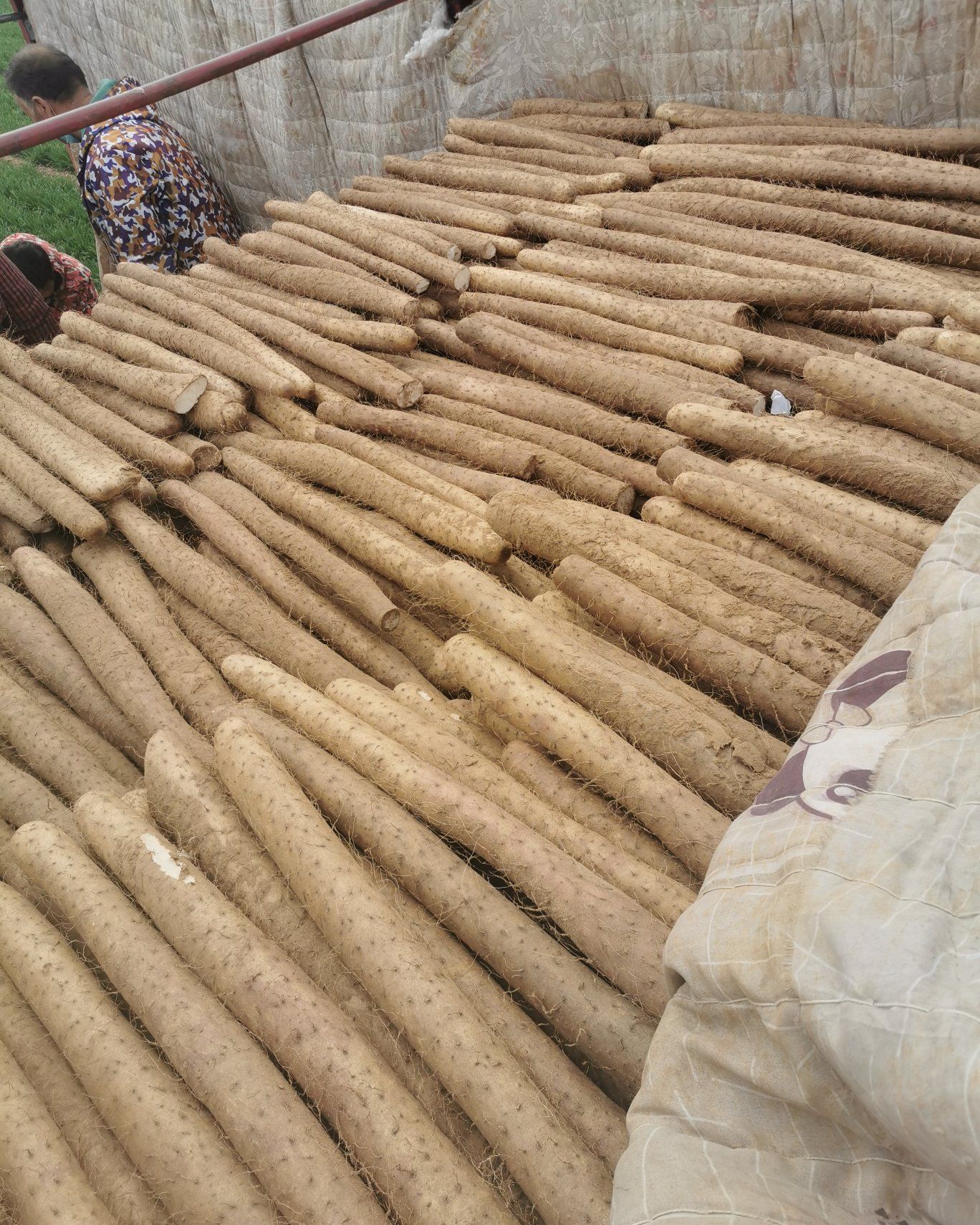 精品白玉山药滞销大量现货出售邯郸临漳县方圆种植专业合作社