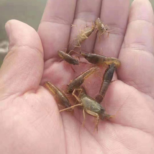 沭阳县 优质虾苗（接受预订中）