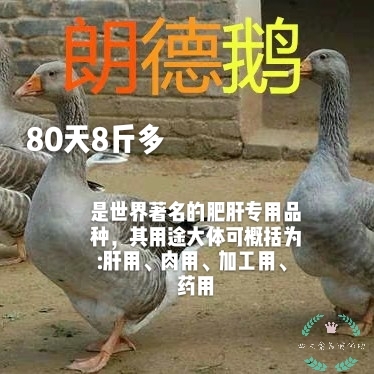 南宁朗德鹅苗*马岗鹅，市场价值高，疫苗齐全
