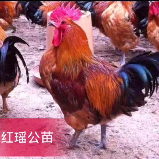 南宁红瑶鸡苗 公