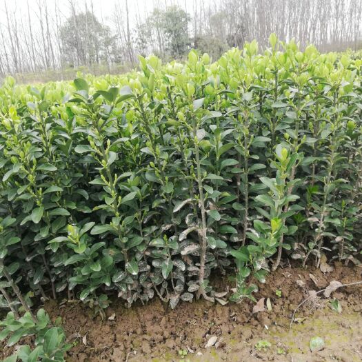 光山县大叶黄杨 高度40-50  0.5元
高度50-60  0.55元