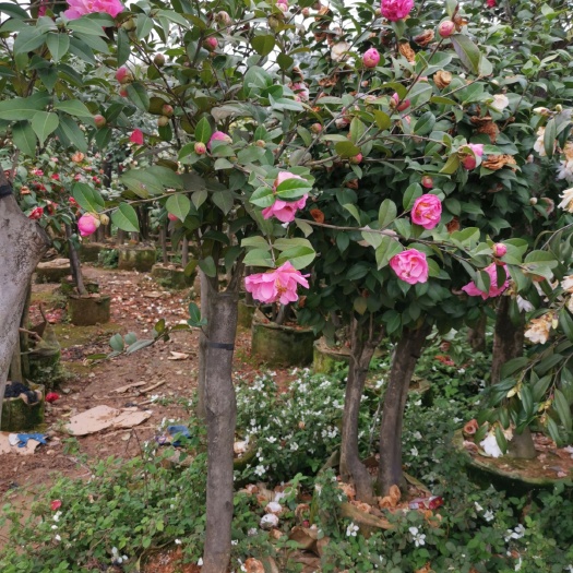 建德市 茶花盆景 大量款式多 嫁接茶花