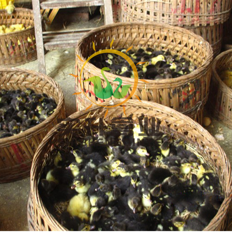  大种优质番鸭苗