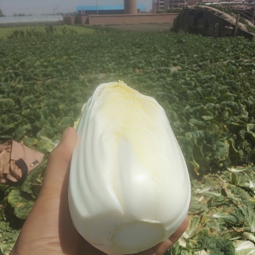  甘肃张掖大棚种植娃娃菜上市