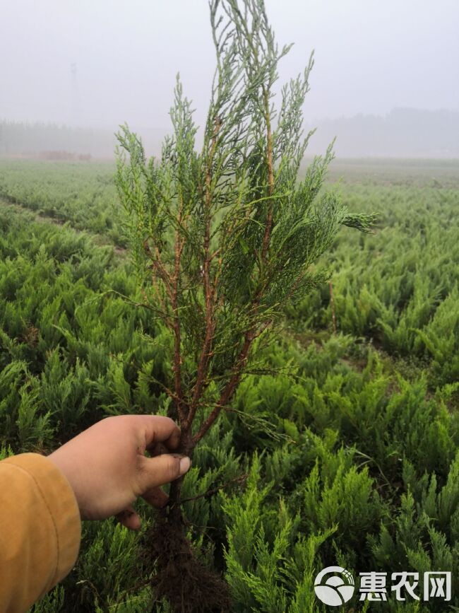 沙地柏杯苗盆装土球沙地柏营养钵沙地柏小苗30高50高40高