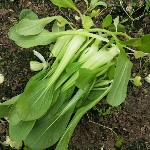 上海 上海市青浦区，鸡毛菜种植户，批发价，需要联系我有意私聊我