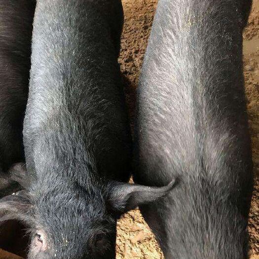 黑毛山猪 160-200斤