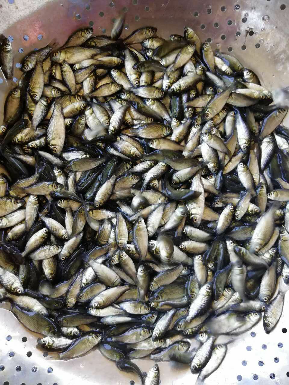 鲫鱼苗 鲫鱼水花 丰产杂交鲫 中科5号 湘云鲫鱼苗