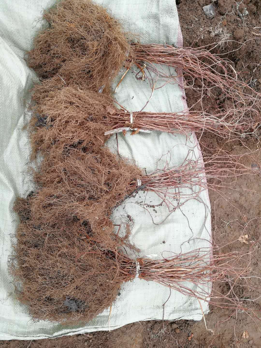 东北五味子苗批发东北五味子苗,常年供苗,保证质量,纯度和成活