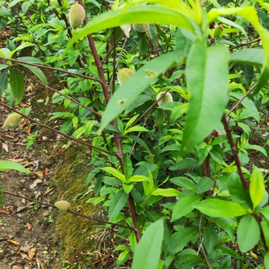 普宁市鹰嘴蜜桃苗 鹰嘴桃，果型尾巴像鹰嘴，
