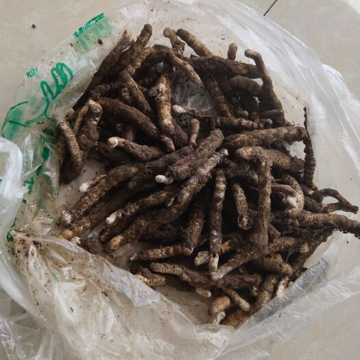 凯里市 冬虫夏草，