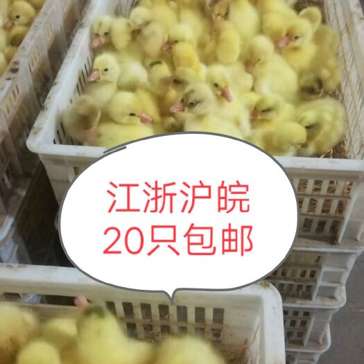 浏阳市白鹅苗  杂交鹅苗