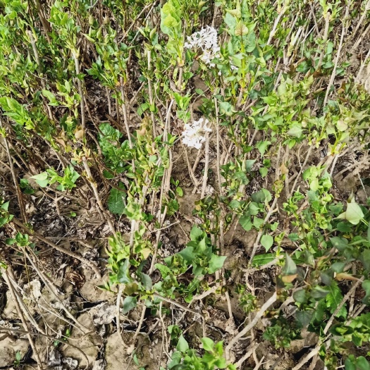 小叶丁香  自家苗圃种植丁香苗