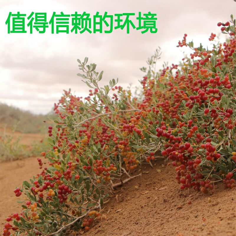 甘肃民勤特产天然白刺果泡酒泡茶沙漠樱桃500g包邮
