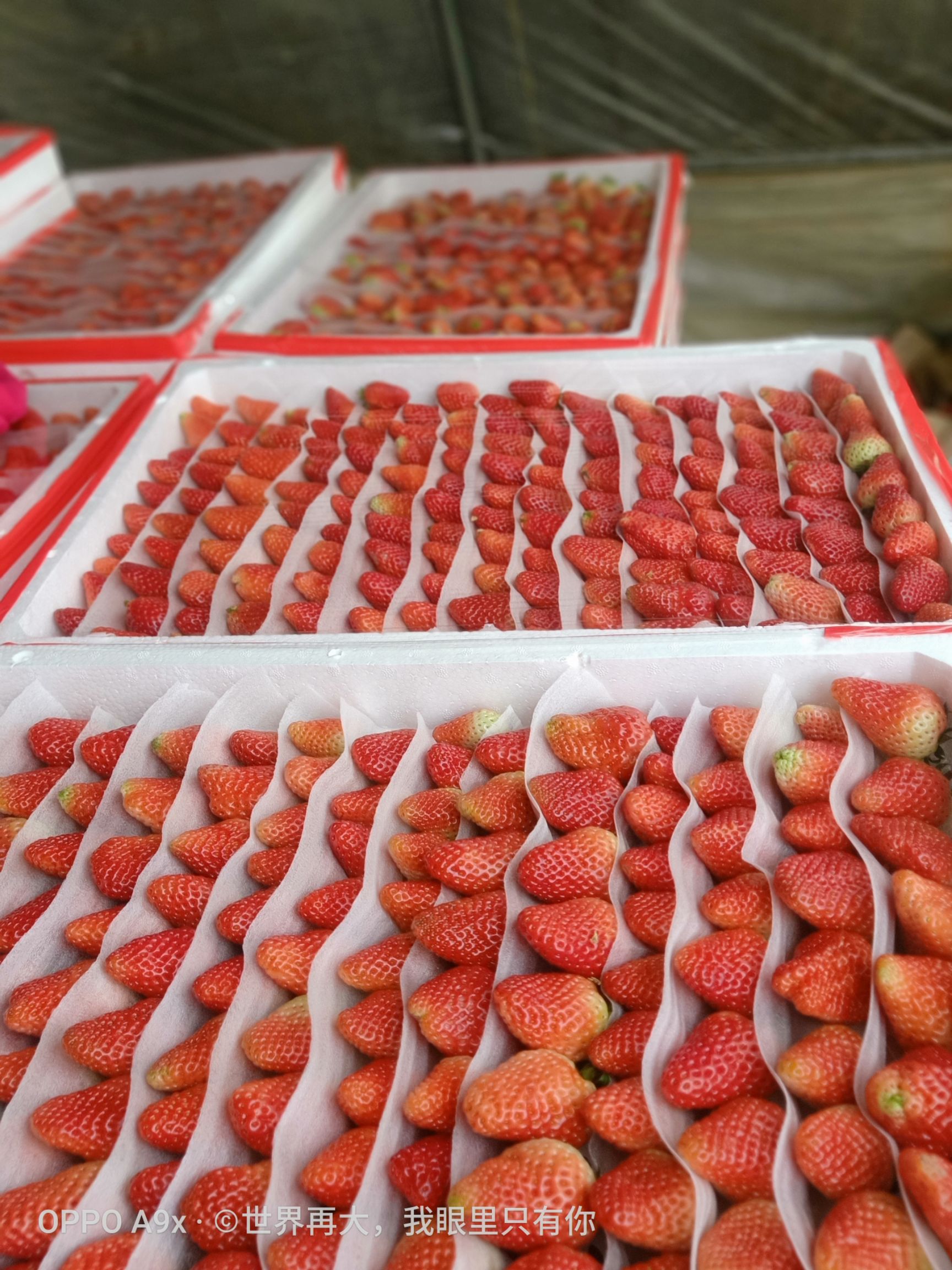 邳州市妙香草莓  江苏徐州奶油系列草莓大量供应批发代收新鲜草莓