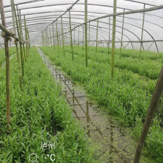 重庆市合川空心菜苗 合江本地空心菜种苗