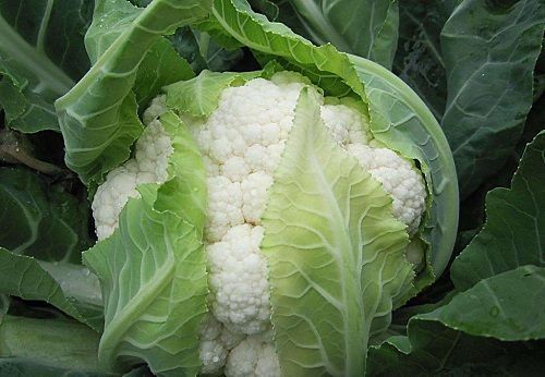 洋县白花菜花  【花菜】产地直销