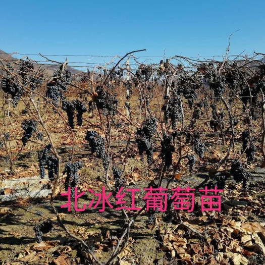 白山威代尔冰葡萄苗  正宗北冰红葡萄苗