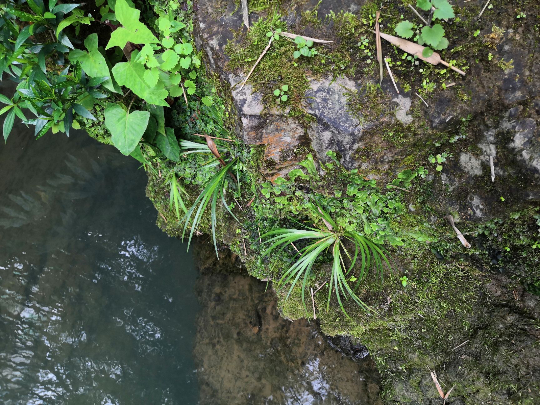  野  生石菖蒲苗