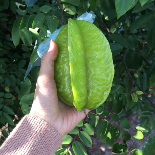 潮州 正宗泰国种杨桃，自家果园种的！包甜包无渣包多汁。