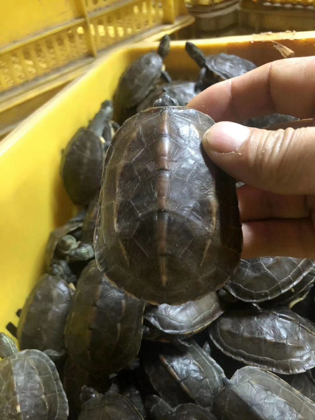中华草龟 平均一两六左右的纯冷水花杂草禄仔，