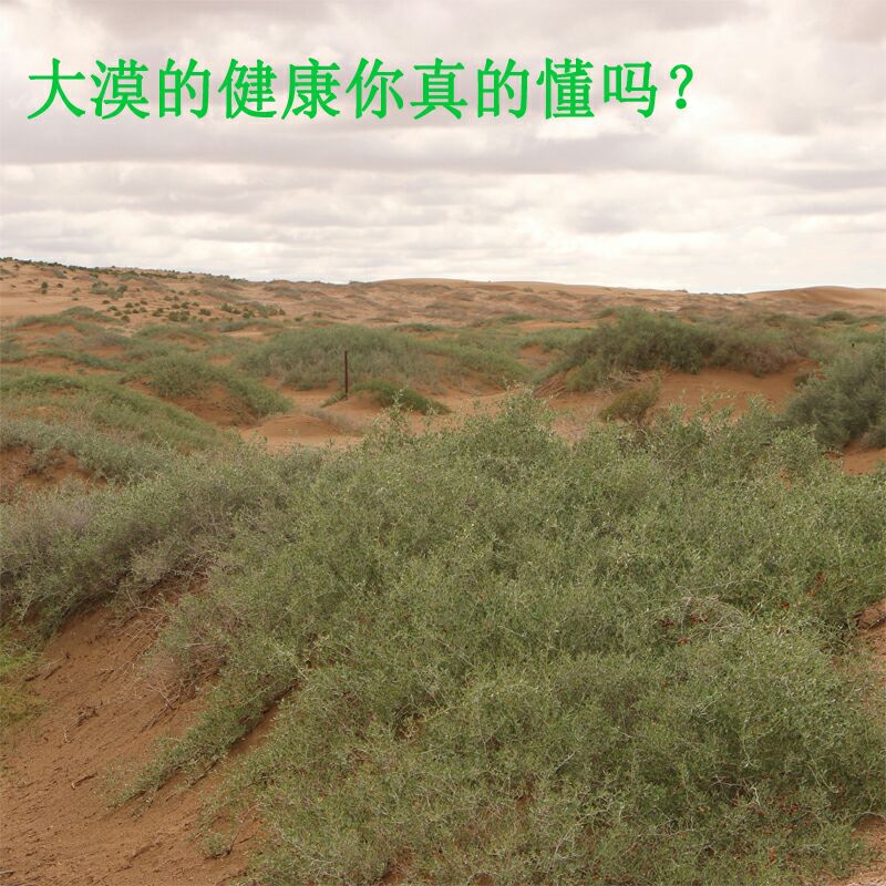 甘肃民勤特产天然白刺果泡酒泡茶沙漠樱桃500g包邮