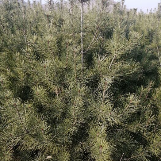 蓝田县 优质白皮松，大量批发，欢迎光临洽谈！