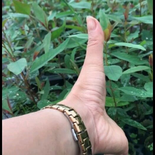湛江桉树苗