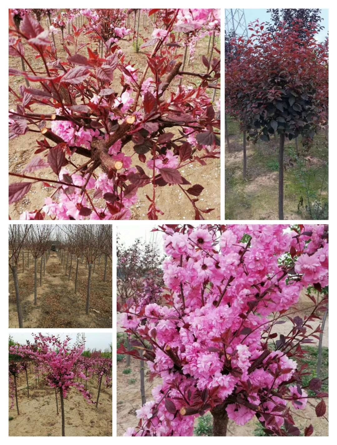 现苗 红叶榆叶梅 红花榆叶梅树苗 观赏好 实地看苗订购