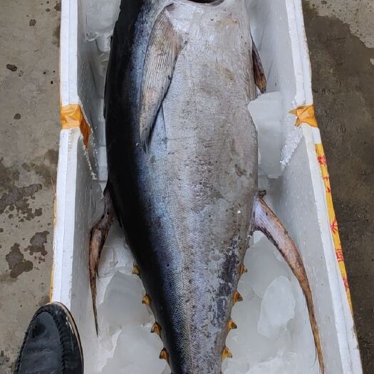 北海 金枪鱼