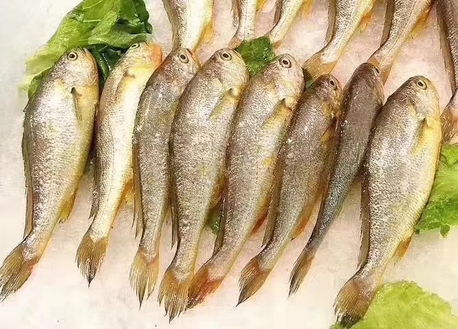 连云港小黄鱼 优惠产品，肉质鲜嫩，可以红烧，口味清淡的就清蒸，包邮！