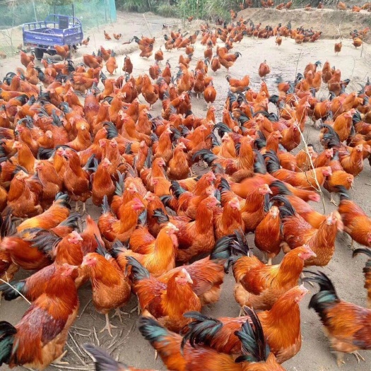 南宁桂香土鸡苗 出壳包打疫苗 质量保障