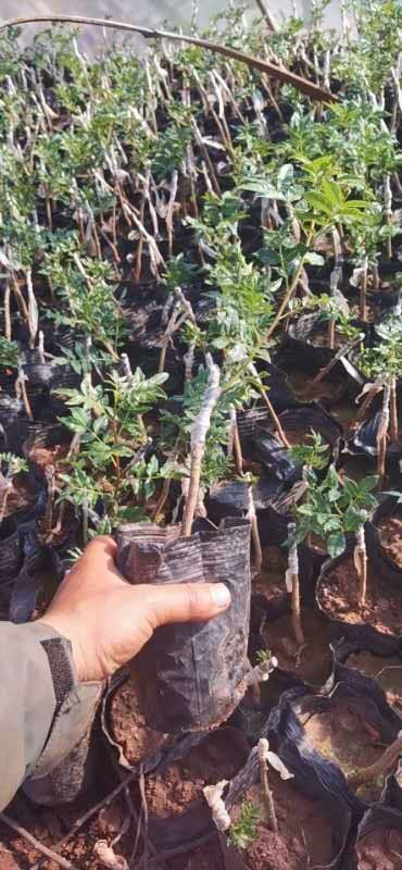 纯无刺花椒苗～品种纯度高