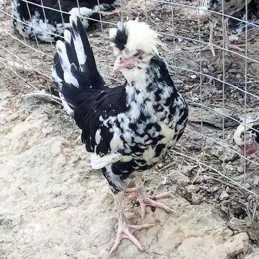 祁阳市三十天大纯种贵妃鸡活苗贵妃鸡小鸡活苗半斤大脱温活体苗小鸡仔