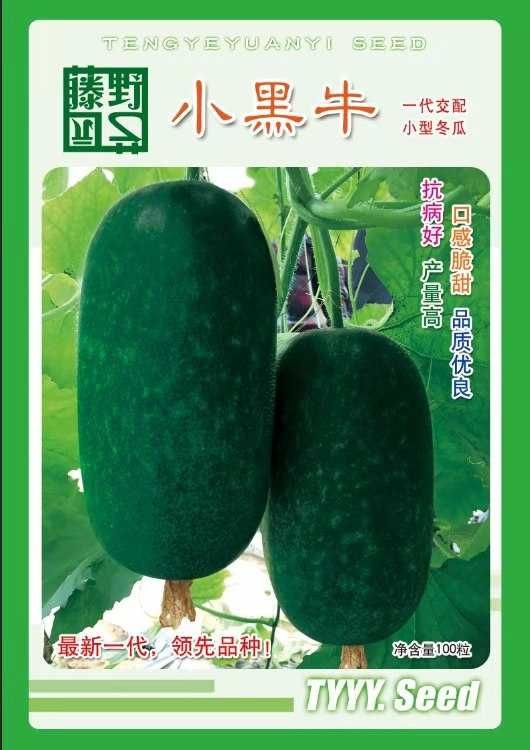 冬瓜种子  小黑牛青皮小冬瓜 圆筒形 肉质致密 心腔小 口感