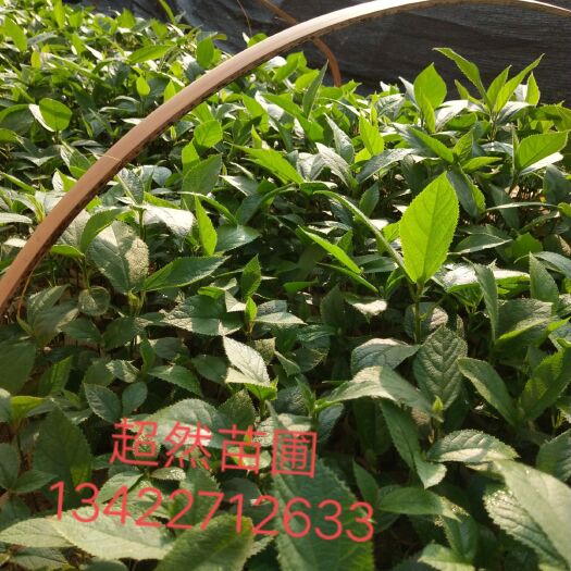平南县 五指毛桃苗