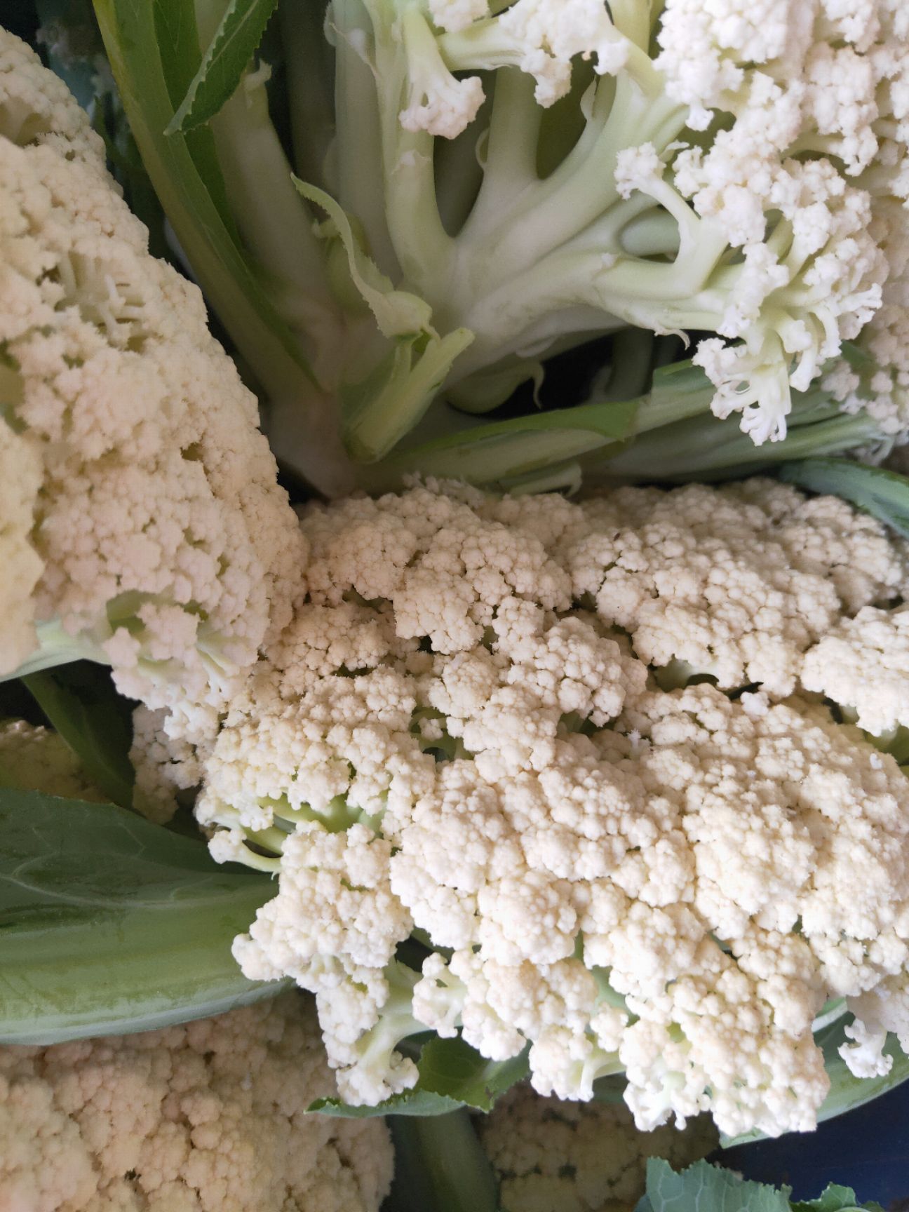 白花菜  精品有机花菜