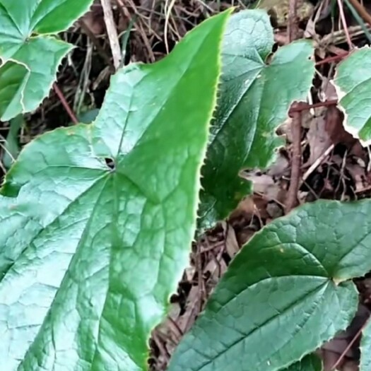 岑巩县 值

淫羊藿味辛甘性温，走肝肾二经。为补命门、益精气
