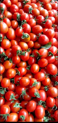 碧娇圣女果  只要果子好不怕卖不了