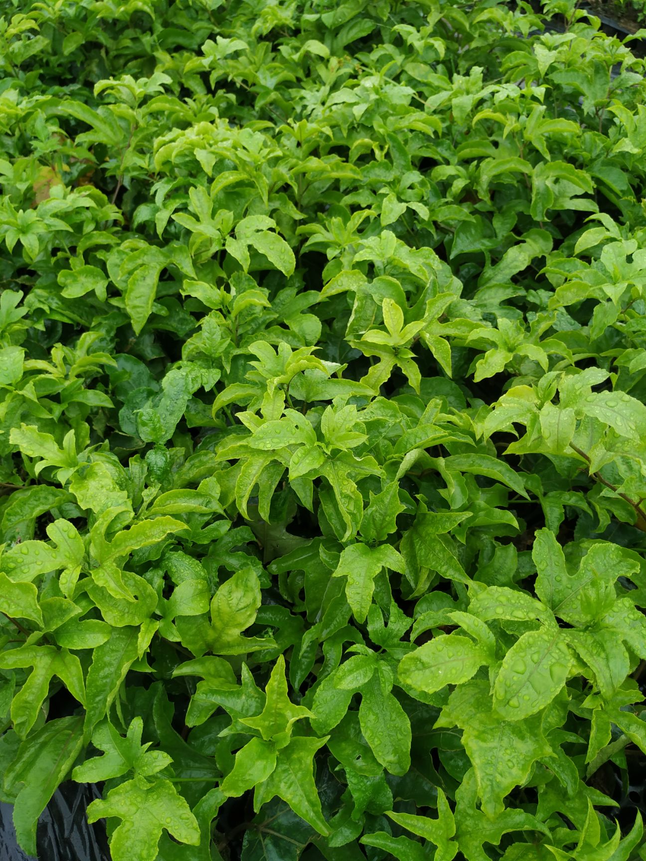 百香果苗 台农百香果  紫香百香果扦插苗 品种齐全