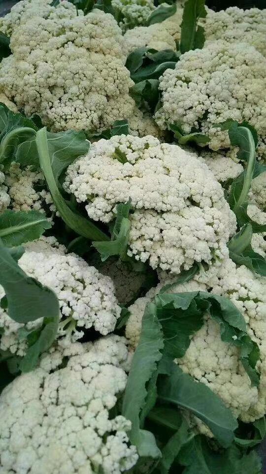 花菜 产地直销，量大从优，保证质量，