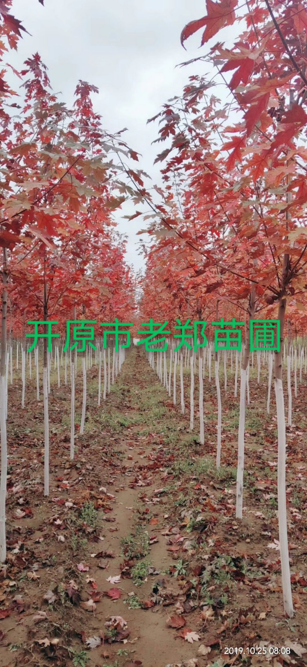 美國紅楓 紅楓秋火焰 耐寒北美紅楓樹苗 東北彩葉苗木 實地看苗訂購