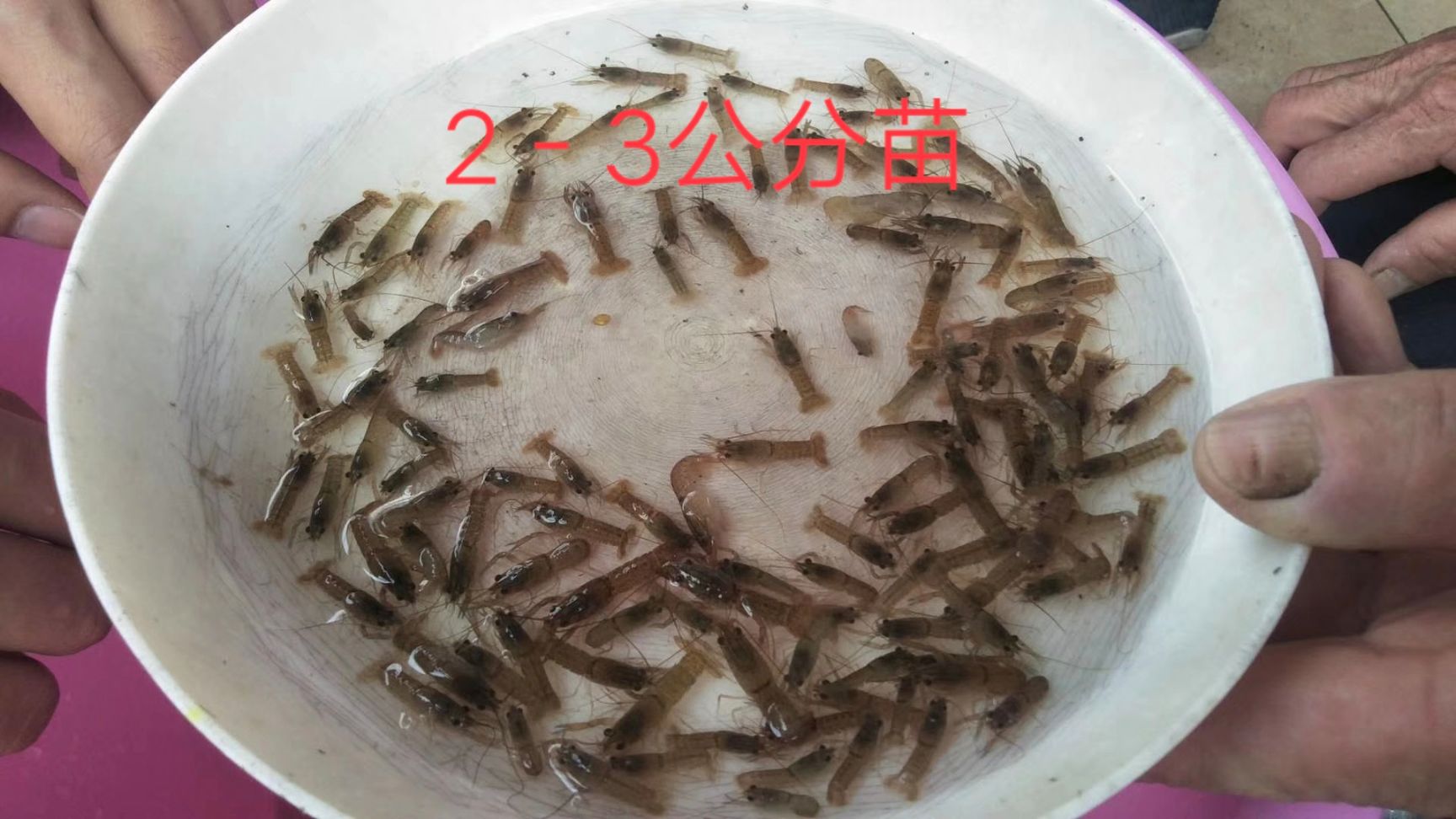 澳洲淡水龙虾2－3公分大苗大量出售