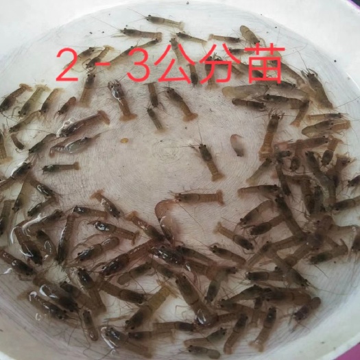 琼海市澳洲淡水龙虾2－3公分大苗大量出售