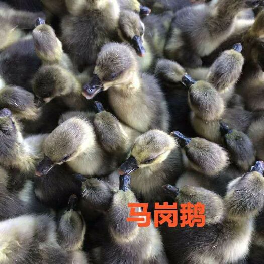 南宁 马岗鹅苗