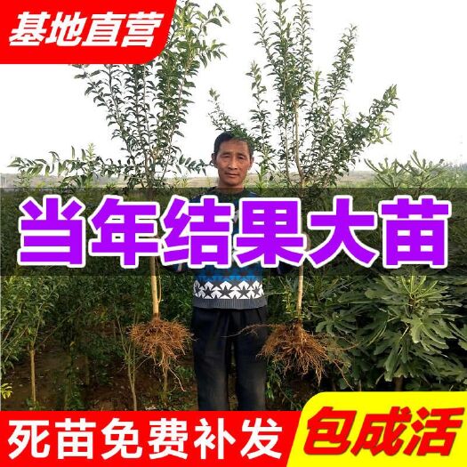 平邑县突尼斯软籽石榴树苗 突尼斯软籽石榴苗  1cm~4cm 万亩育苗基地现挖现发包活