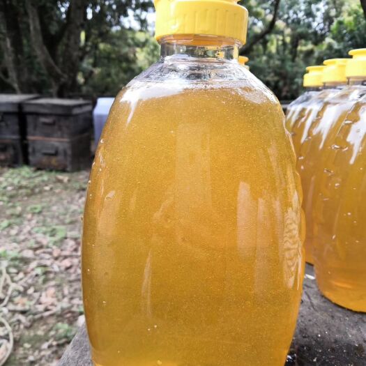 高州市荔枝蜜 蜂蜜 非龙眼蜜非百花蜜非鸭脚木蜂
