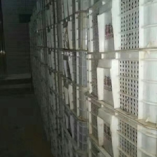沅江市常年供应虾苗，成品虾，全国冷链车送货。